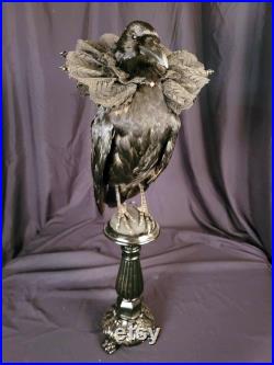 Taxidermie Corneille