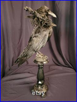 Taxidermie Corneille