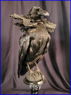 Taxidermie Corneille