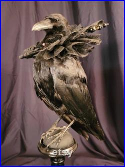 Taxidermie Corneille