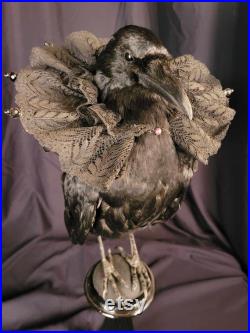 Taxidermie Corneille