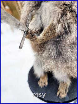 Taxidermie Écureuil roux Viking