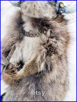 Taxidermie Écureuil roux Viking