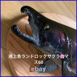Taxidermie F-Craft Amont Poisson Landlock Sakuramasu Crooked Nose Shagged Male