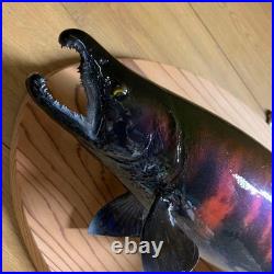 Taxidermie F-Craft Amont Poisson Landlock Sakuramasu Crooked Nose Shagged Male