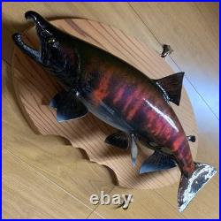 Taxidermie F-Craft Amont Poisson Landlock Sakuramasu Crooked Nose Shagged Male