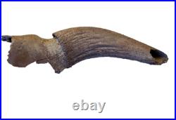 Taxidermie Fossile Corne de Bovidé