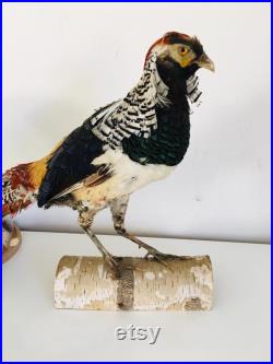 Taxidermie Fran aise -Ancien Faisan Lady amherst s Naturalisé vintage