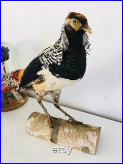 Taxidermie Fran aise -Ancien Faisan Lady amherst s Naturalisé vintage