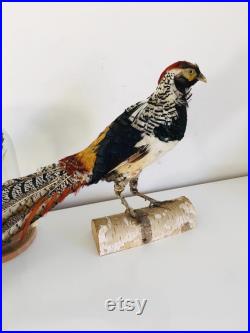 Taxidermie Fran aise -Ancien Faisan Lady amherst s Naturalisé vintage