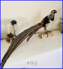 Taxidermie Fran aise -Ancien Faisan Lady amherst s Naturalisé vintage