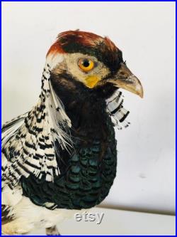 Taxidermie Fran aise -Ancien Faisan Lady amherst s Naturalisé vintage
