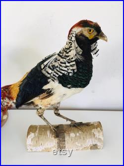 Taxidermie Fran aise -Ancien Faisan Lady amherst s Naturalisé vintage