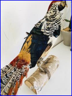 Taxidermie Fran aise -Ancien Faisan Lady amherst s Naturalisé vintage