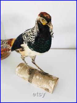 Taxidermie Fran aise -Ancien Faisan Lady amherst s Naturalisé vintage
