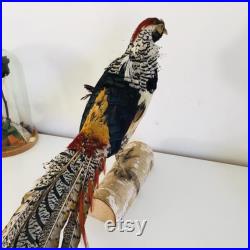 Taxidermie Fran aise -Ancien Faisan Lady amherst s Naturalisé vintage