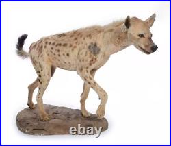 Taxidermie HYÈNE TACHETÉE Naturalisée entière, Crocuta crocuta