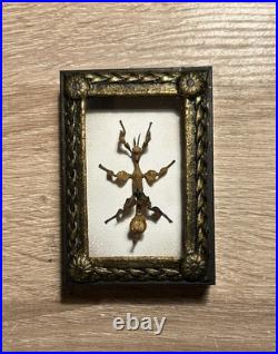 Taxidermie Phasme Scorpion