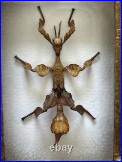 Taxidermie Phasme Scorpion