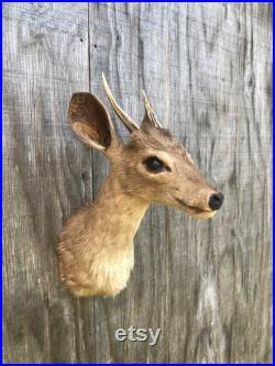 Taxidermie Rarement vu sud-américain Red Brocket Deer Sho.Mount Log Cabin Hunting Lodge (Mazama americana)