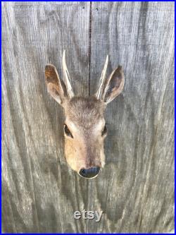 Taxidermie Rarement vu sud-américain Red Brocket Deer Sho.Mount Log Cabin Hunting Lodge (Mazama americana)