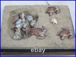 Taxidermie. Reconstitution nid tortue de mer caouanne taille réelle résine