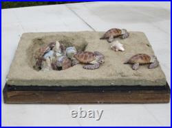 Taxidermie. Reconstitution nid tortue de mer caouanne taille réelle résine