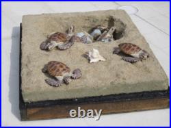 Taxidermie. Reconstitution nid tortue de mer caouanne taille réelle résine