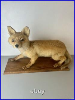 Taxidermie Renardeau. Cabinet de Curiosité