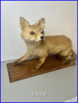 Taxidermie Renardeau. Cabinet de Curiosité