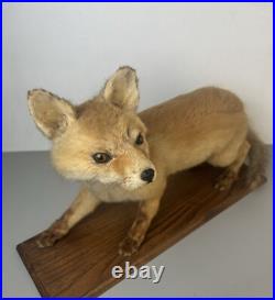 Taxidermie Renardeau. Cabinet de Curiosité
