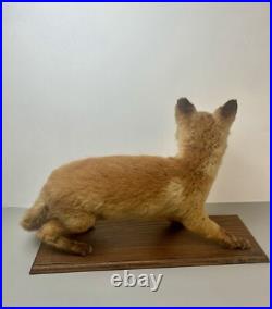 Taxidermie Renardeau. Cabinet de Curiosité