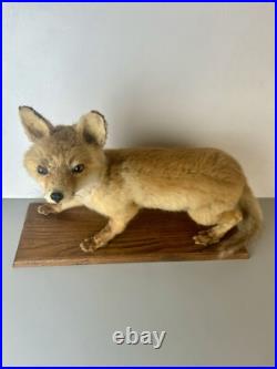 Taxidermie Renardeau. Cabinet de Curiosité