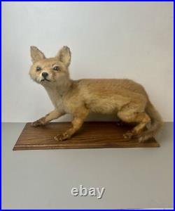 Taxidermie Renardeau. Cabinet de Curiosité