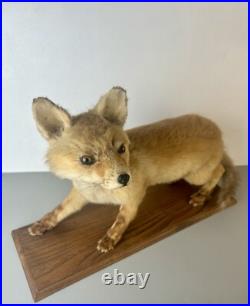 Taxidermie Renardeau. Cabinet de Curiosité