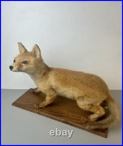 Taxidermie Renardeau. Cabinet de Curiosité