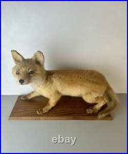 Taxidermie Renardeau. Cabinet de Curiosité