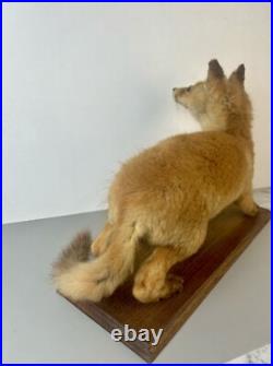 Taxidermie Renardeau. Cabinet de Curiosité