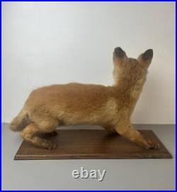 Taxidermie Renardeau. Cabinet de Curiosité