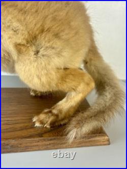 Taxidermie Renardeau. Cabinet de Curiosité