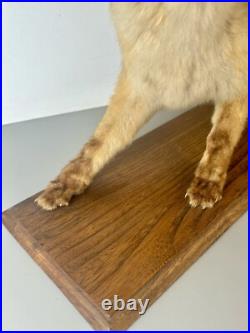 Taxidermie Renardeau. Cabinet de Curiosité