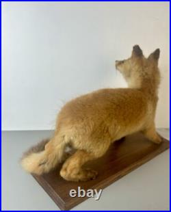 Taxidermie Renardeau. Cabinet de Curiosité