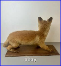 Taxidermie Renardeau. Cabinet de Curiosité