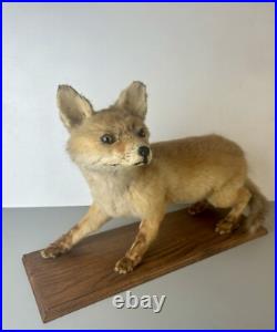 Taxidermie Renardeau. Cabinet de Curiosité