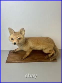 Taxidermie Renardeau. Cabinet de Curiosité