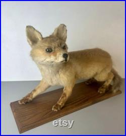 Taxidermie Renardeau.cabinet de Curiosité