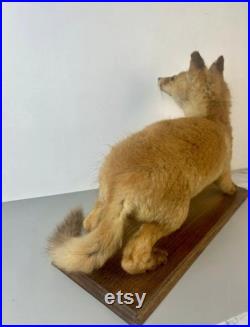 Taxidermie Renardeau.cabinet de Curiosité