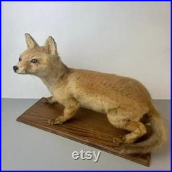 Taxidermie Renardeau.cabinet de Curiosité