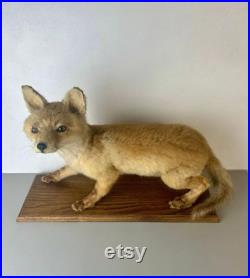 Taxidermie Renardeau.cabinet de Curiosité