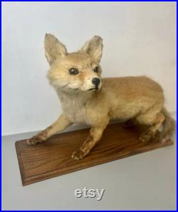 Taxidermie Renardeau.cabinet de Curiosité